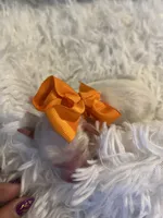 Baby Tigger, a male Goldendoodle for sale in Montgomery, TX – Photo 5 of 6