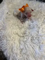 Baby Tigger, a male Goldendoodle for sale in Montgomery, TX – Photo 4 of 6