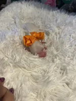 Baby Tigger, a male Goldendoodle for sale in Montgomery, TX – Photo 1 of 6