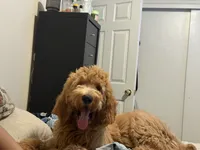 Bingo, a male Goldendoodle for sale in El Monte, CA – 2 of 3
