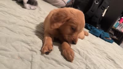 Bluey , a male Goldendoodle and Golden Retriever for sale in El Monte, CA – 3 of 3