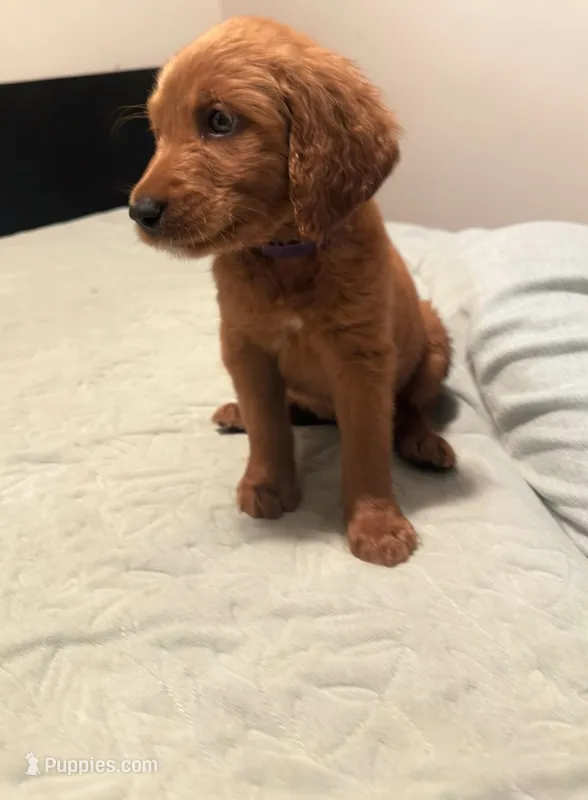 Lavender  – Goldendoodle, Golden Retriever puppy for sale in El Monte, CA