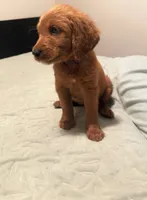 Lavender , a female Goldendoodle and Golden Retriever for sale in El Monte, CA – 1 of 2