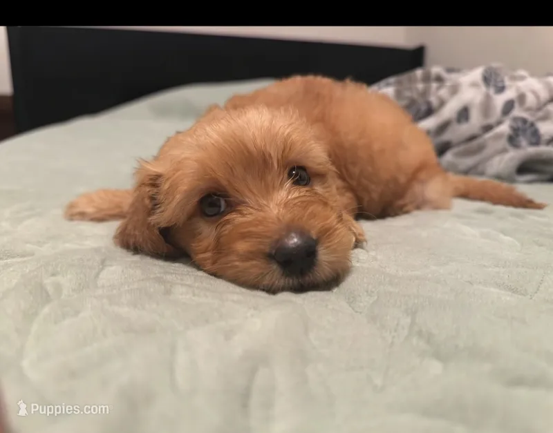 Rosie  – Goldendoodle, Golden Retriever puppy for sale in El Monte, CA