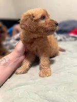 Rosie , a female Goldendoodle and Golden Retriever for sale in El Monte, CA – 2 of 2