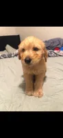 Theodore , a male Goldendoodle and Golden Retriever for sale in El Monte, CA – 2 of 2