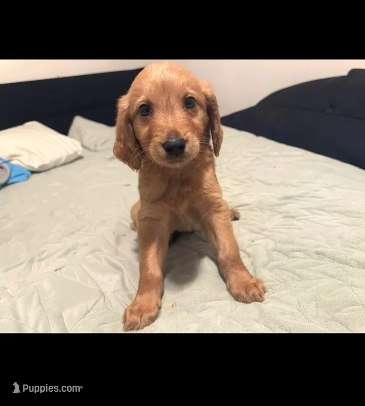 Bluey  – Goldendoodle, Golden Retriever puppy for sale in El Monte, CA
