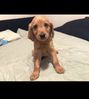 Bluey , a male Goldendoodle and Golden Retriever for sale in El Monte, CA – 1 of 1