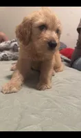 Theodore , a male Goldendoodle and Golden Retriever for sale in El Monte, CA – 1 of 2