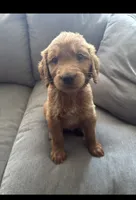 Alvin, a male Goldendoodle and Golden Retriever for sale in El Monte, CA – 1 of 2