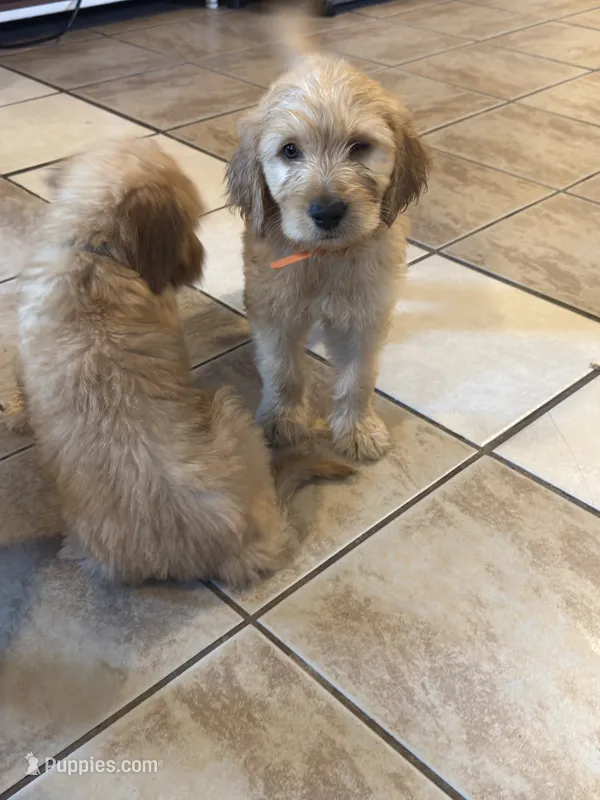 Theodore  – Goldendoodle, Golden Retriever puppy for sale in El Monte, CA