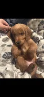 Alvin, a male Goldendoodle and Golden Retriever for sale in El Monte, CA – 2 of 2