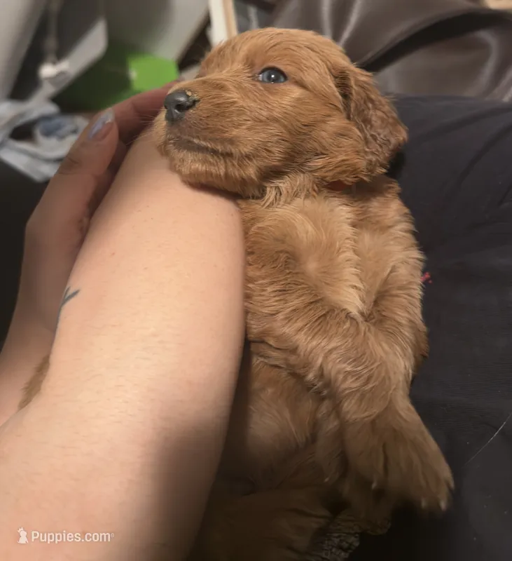 Bingo – Goldendoodle puppy for sale in El Monte, CA