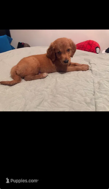 Bingo – Goldendoodle, Golden Retriever puppy for sale in El Monte, CA