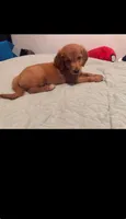 Bingo, a male Goldendoodle and Golden Retriever for sale in El Monte, CA – 1 of 2