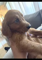 Bingo, a male Goldendoodle and Golden Retriever for sale in El Monte, CA – 2 of 2
