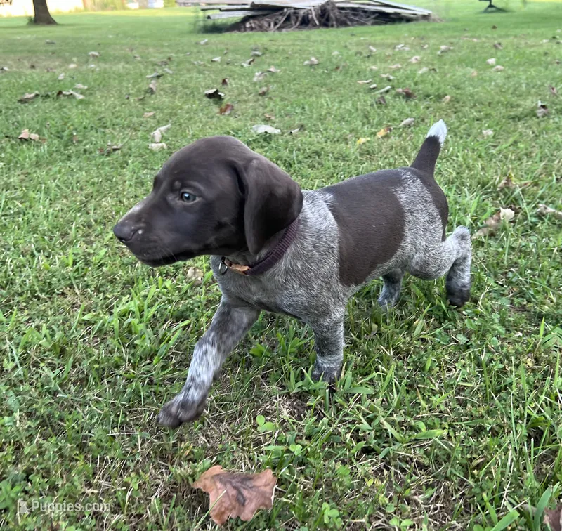 Boone – German Shorthaired Pointer puppy for sale in Raymond, IL