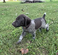 Boone, a male German Shorthaired Pointer for sale in Raymond, IL – 1 of 6