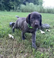 Diesel, a male German Shorthaired Pointer for sale in Raymond, IL – 8 of 9
