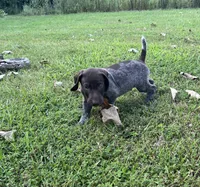 Gunner, a male German Shorthaired Pointer for sale in Raymond, IL – 4 of 5