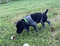 Ranger, a male German Shorthaired Pointer for sale in Raymond, IL – 3 of 8