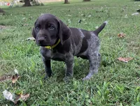 Scout, a male German Shorthaired Pointer for sale in Raymond, IL – 3 of 6
