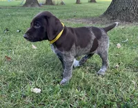 Scout, a male German Shorthaired Pointer for sale in Raymond, IL – 2 of 6