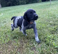 Tank, a male German Shorthaired Pointer for sale in Raymond, IL – 4 of 5