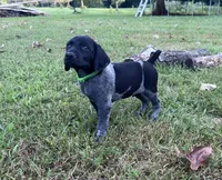 Ranger, a male German Shorthaired Pointer for sale in Raymond, IL – 8 of 8