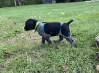 Ranger, a male German Shorthaired Pointer for sale in Raymond, IL – 5 of 8