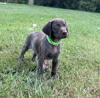 Diesel, a male German Shorthaired Pointer for sale in Raymond, IL – 7 of 9