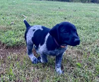 Tank, a male German Shorthaired Pointer for sale in Raymond, IL – 5 of 5