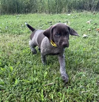 Scout, a male German Shorthaired Pointer for sale in Raymond, IL – 6 of 6