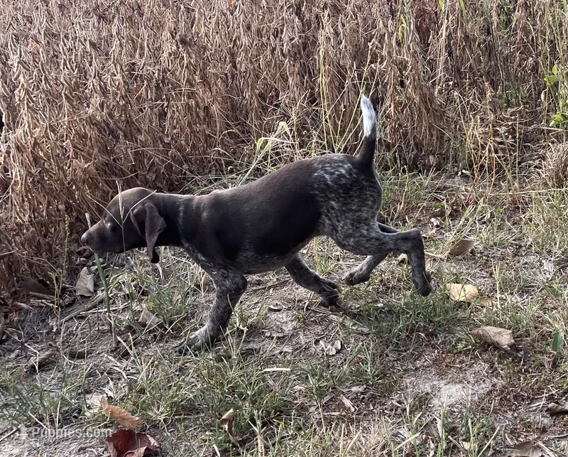 Gene – German Shorthaired Pointer puppy for sale in Raymond, IL