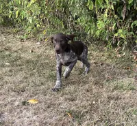 Gene, a male German Shorthaired Pointer for sale in Raymond, IL – 2 of 8