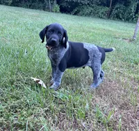Tank, a male German Shorthaired Pointer for sale in Raymond, IL – 3 of 5