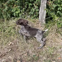 Gene, a male German Shorthaired Pointer for sale in Raymond, IL – 3 of 8