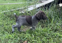 Boone, a male German Shorthaired Pointer for sale in Raymond, IL – 3 of 6