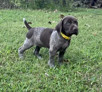 Scout, a male German Shorthaired Pointer for sale in Raymond, IL – 4 of 6