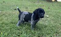 Tank, a male German Shorthaired Pointer for sale in Raymond, IL – 2 of 5