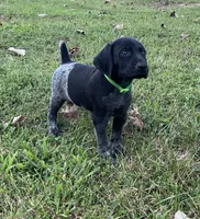 Ranger, a male German Shorthaired Pointer for sale in Raymond, IL – 1 of 8