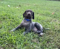 Gunner, a male German Shorthaired Pointer for sale in Raymond, IL – 5 of 5
