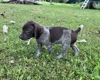Boone, a male German Shorthaired Pointer for sale in Raymond, IL – 5 of 6
