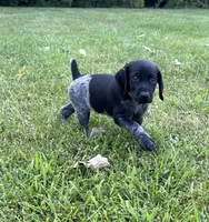 Ranger, a male German Shorthaired Pointer for sale in Raymond, IL – 7 of 8