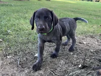 Diesel, a male German Shorthaired Pointer for sale in Raymond, IL – 4 of 9