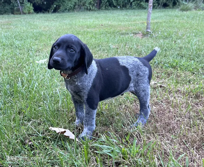Tank – German Shorthaired Pointer puppy for sale in Raymond, IL
