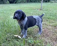 Tank, a male German Shorthaired Pointer for sale in Raymond, IL – 1 of 5