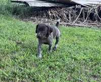 Boone, a male German Shorthaired Pointer for sale in Raymond, IL – 2 of 6