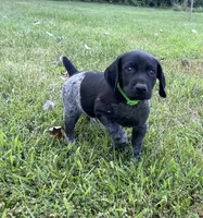 Ranger, a male German Shorthaired Pointer for sale in Raymond, IL – 4 of 8
