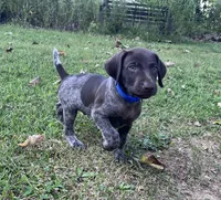 Gunner, a male German Shorthaired Pointer for sale in Raymond, IL – 2 of 5